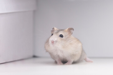peach hamster looking up on a white background