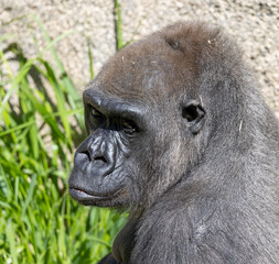 Close up view of a female gorilla
