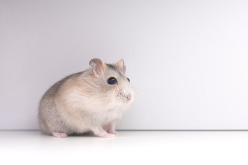 peach hamster on white background