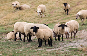 Flock of sheep of the Suffolk breed with the black head grazing with wool fleece