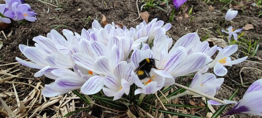 Krokusse mit dicker Hummel