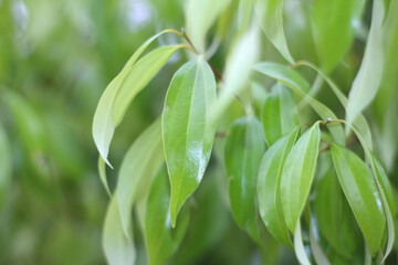 close up of a plant. tree foliage. nature details. green leaves. green plants.
