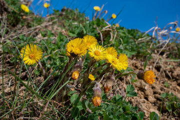 Tussilago farfara, commonly known as coltsfoot, on spring field. Coltsfoot has been used in herbal medicine.