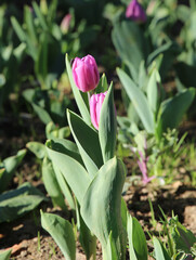 bud of alibi lilac tulip background