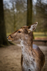 deer in the forest