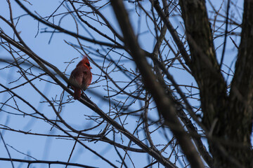 Male cardinal perched on a branch in early spring