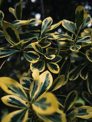 Green and yellow tree leaves