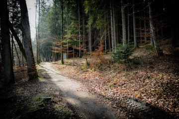 Waldweg in Deutschland