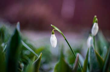 Fototapeta premium Snowdrop in the garden
