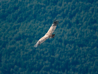 Buitre leonado sobrevolando un bosque