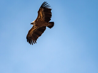 Buitre leonado planeando entre las nubes