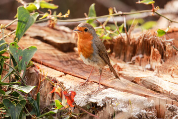 Robin Redbreast posing ia on a cut tree trunk. European Robin,