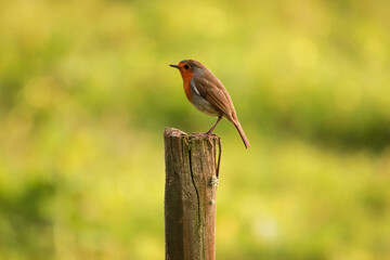 Robin Redbreast posing in wooden pole. European Robin