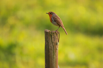 Robin Redbreast posing in wooden pole. European Robin