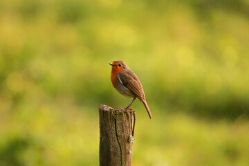 Robin Redbreast posing in wooden pole. European Robin