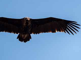 Primer plano de un buitre negro volando en un cielo azul