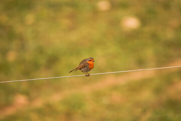 Bird posing on a fence wire. Robin Redbreast posing.