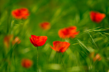 Plakat A group of poppies in a wheat field with one of them as the main element. Typical summer country landscape. Blur by zones.