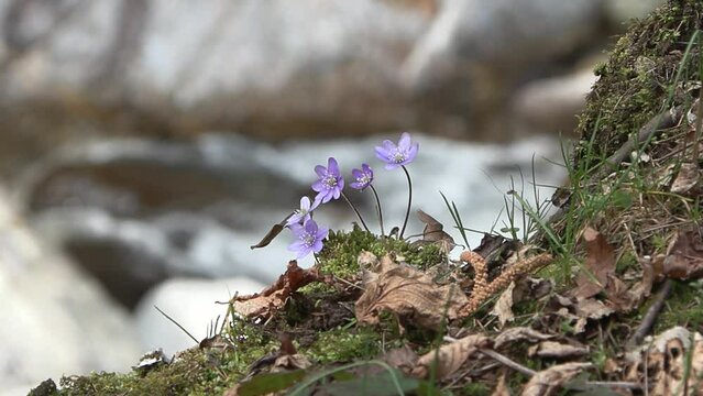 Hepatica nobilis
