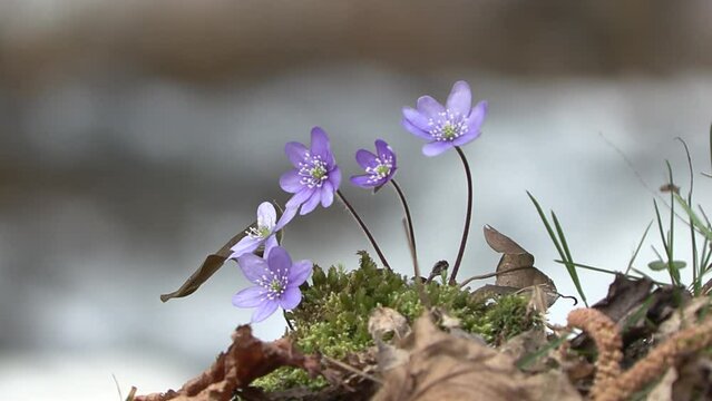 Hepatica nobilis