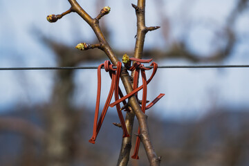Pheromone diffusing - insecticidal control by interfering with mating. Protection of pear orchards...