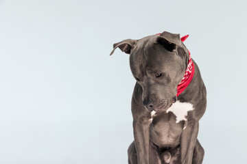 American Staffordshire Terrier dog looking down with gloomy face