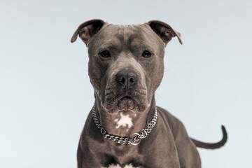 American Staffordshire Terrier dog having a serious look