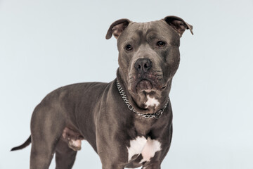 American Staffordshire Terrier dog looking away