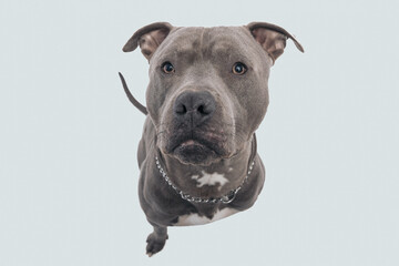 American Staffordshire Terrier dog curious what's above him