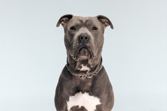 American Staffordshire Terrier dog with grumpy face