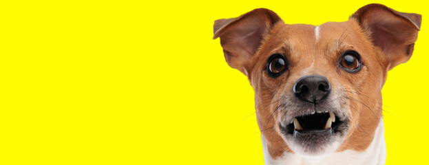upset jack russell terrier dog looking above and growling
