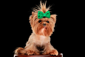 cute little yorkshire terrier puppy wearing green bow and sticking out tongue