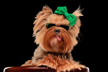 cool yorkshire terrier puppy with heart sunglasses wearing green bow