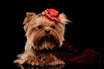 elegant yorkshire terrier puppy wearing scarf and flower on head