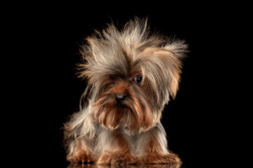 timid little yorkshire terrier puppy looking to side and standing