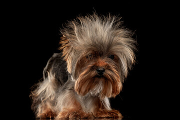 funny little yorkshire terrier dog looking forward and standing