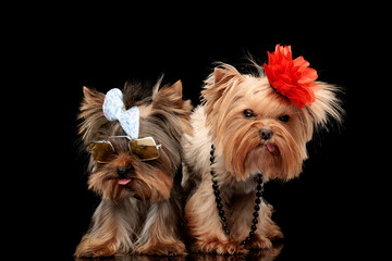 cool couple of yorkshire terrier dogs posing with tongue outside