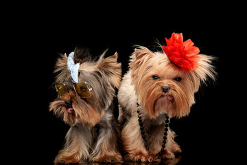 couple of yorkshire terrier dogs standing and sticking out tongue