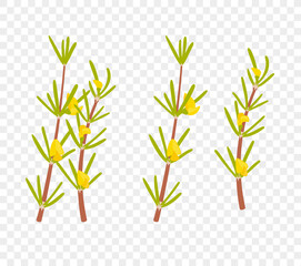 Rooibos plant branch with yellow flowers vector illustration. Green needle leaves on a branch with yellow buds graphic design