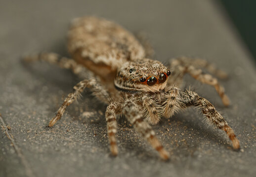The Jumping spider Marpissa muscosa on a brick wall, selective focus