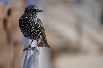 bird on a railing