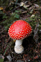 red fly agaric mushroom close up in forest