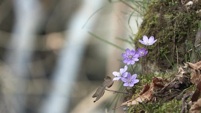 Hepatica nobilis