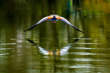 Egyptian goose with spread wings flying over green lake surface, symmetry on water