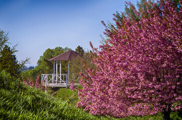 blooming pink sakura trees and a white gazebo