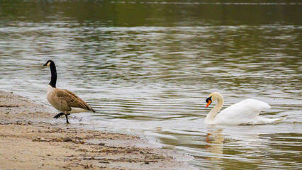Swan drives canada goose from lake