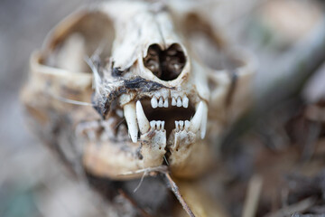 Deceased domestic cat skull, teeth detail close up, anatomy macro detail