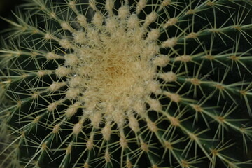 cactus lines close-up, macro succulent needles close-up, green texutra succulent