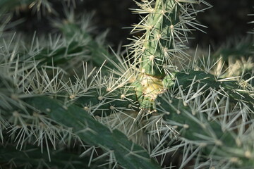 cactus texture, cactus needles close-up, cactus lines close-up, macro succulent needles close-up, green texutra succulent