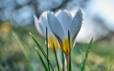 Macro of Crocus white 'Jeanne d'Arc' with dew drops